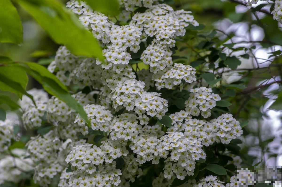 绣线菊怎么养的？