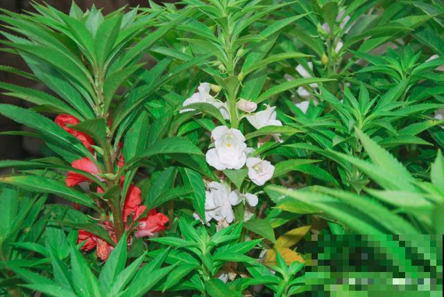 凤仙花什么时候种植 凤仙花什么时候种植