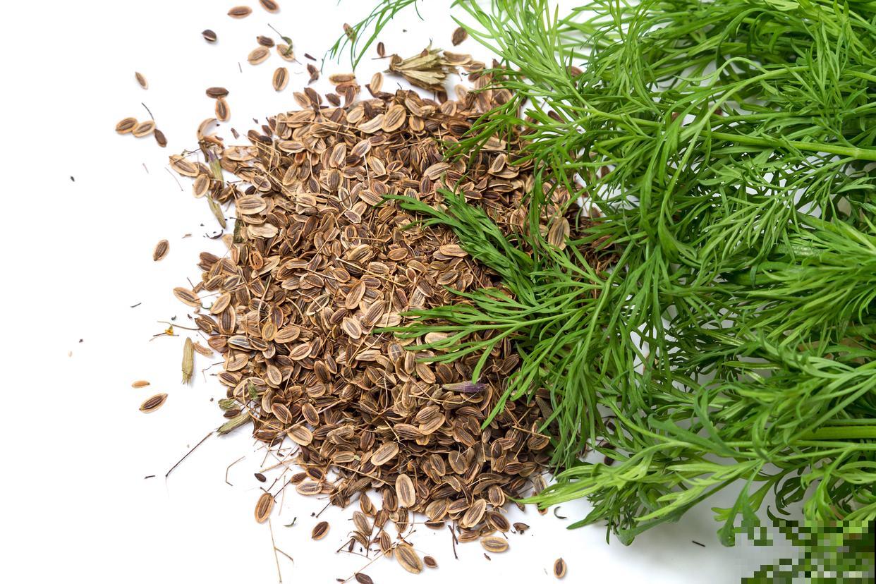 茑萝松种子怎么种