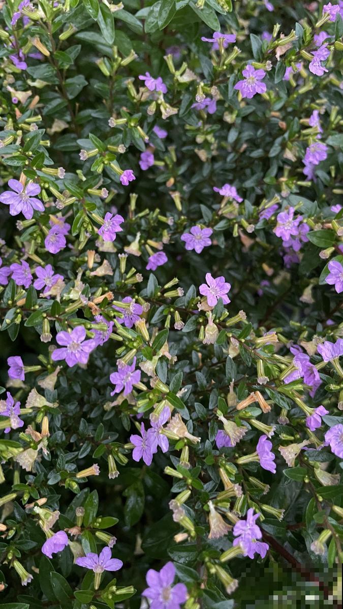 萼距花怎么养盆栽 萼距花怎么养盆栽