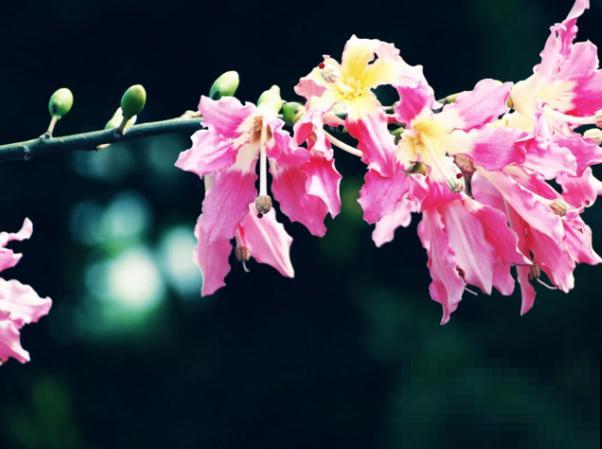 冬天开花的树，主要有这5种，观赏性极佳