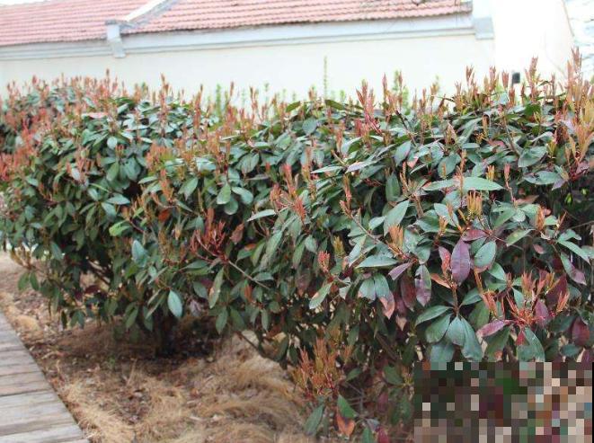 养殖红叶石楠，要想进行修剪，要在这3个时期进行