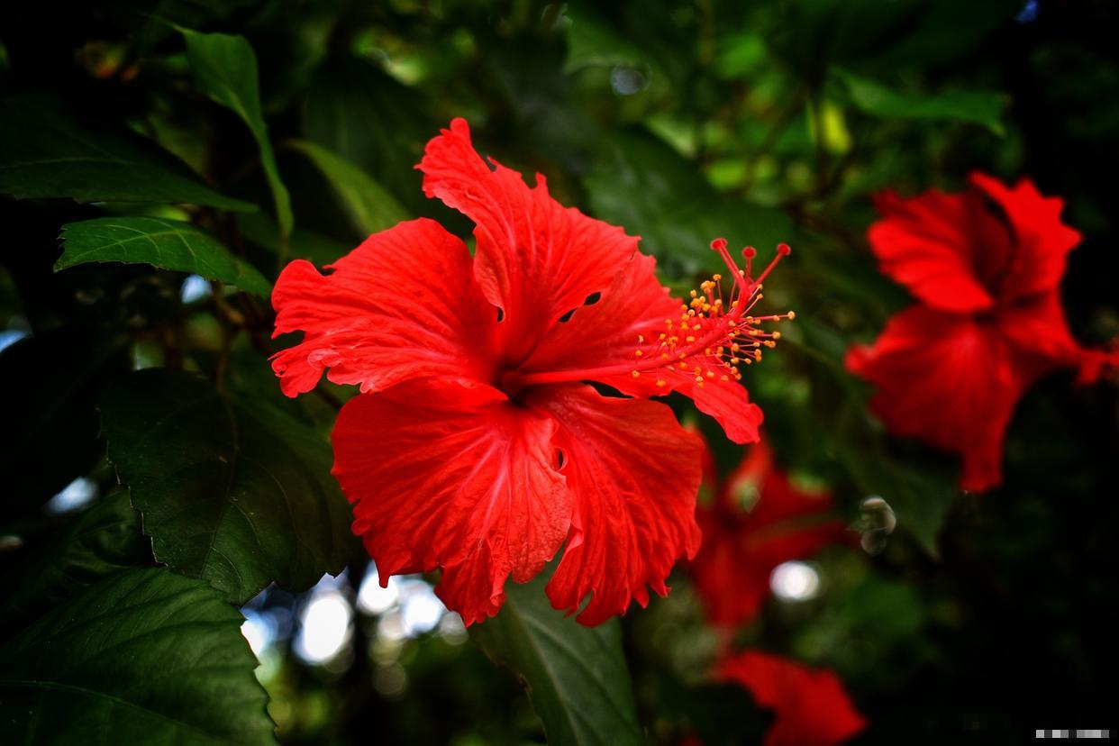 扶桑花落蕾是什么原因