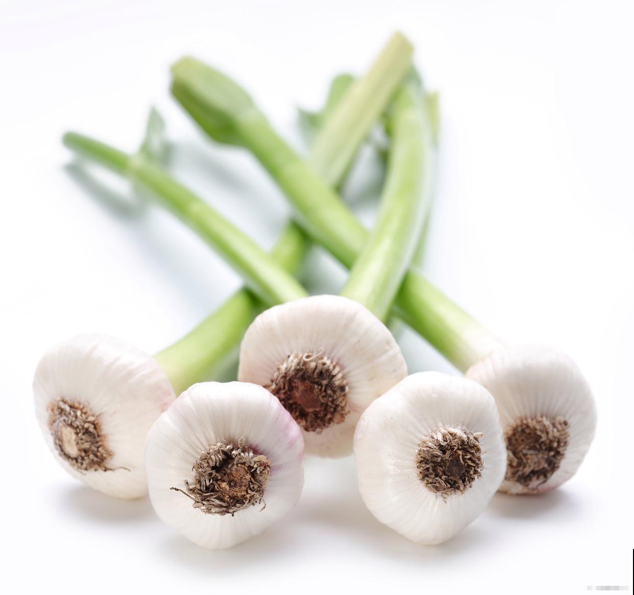 阳台盆栽大蒜的种植方法