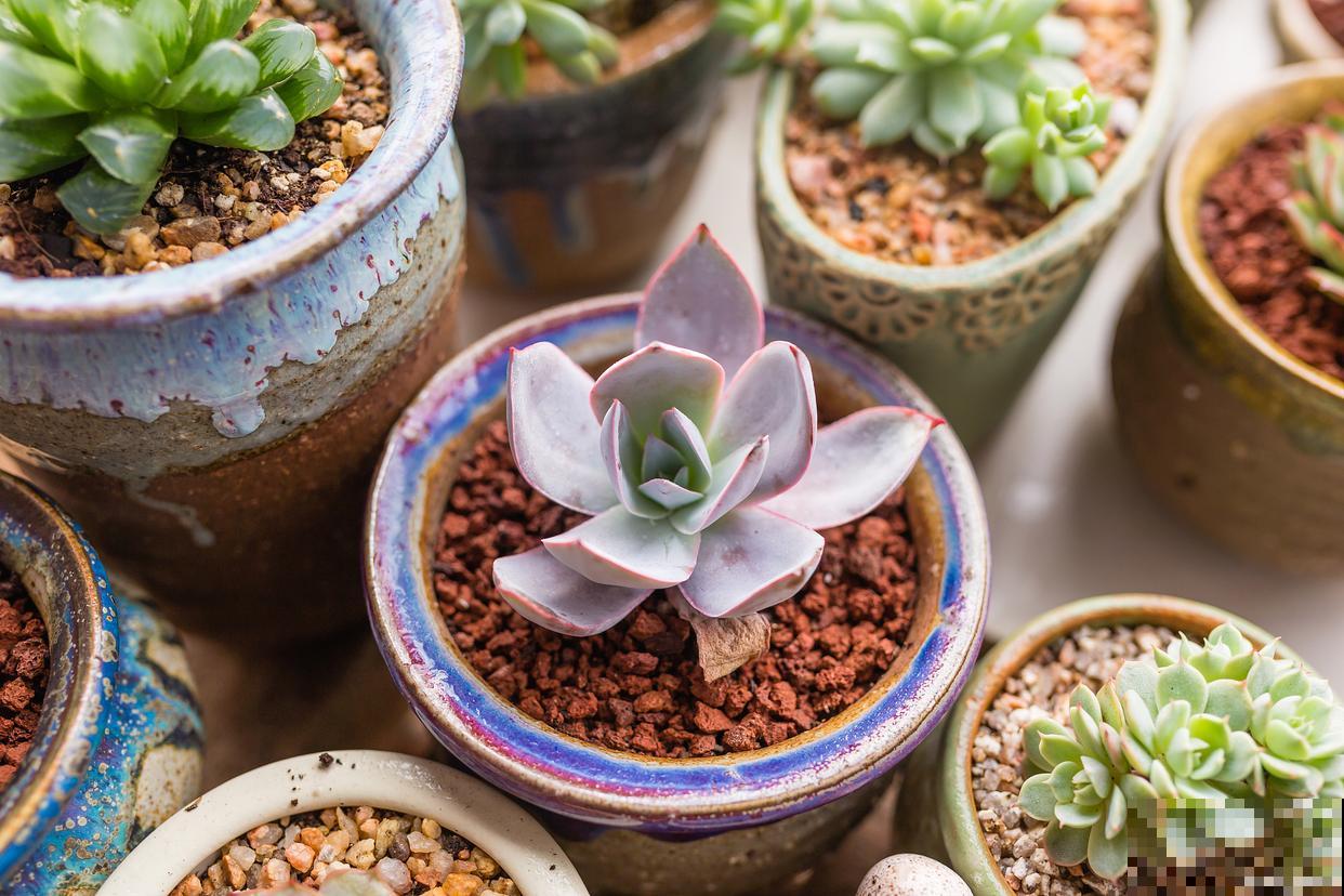 奥普琳娜多肉怎么养 奥普琳娜多肉怎么养