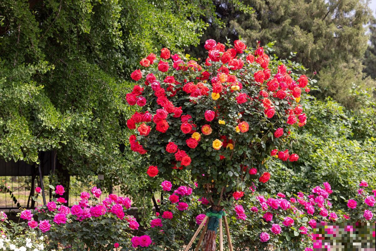 树状月季是怎么栽培的 树状月季是怎么栽培的