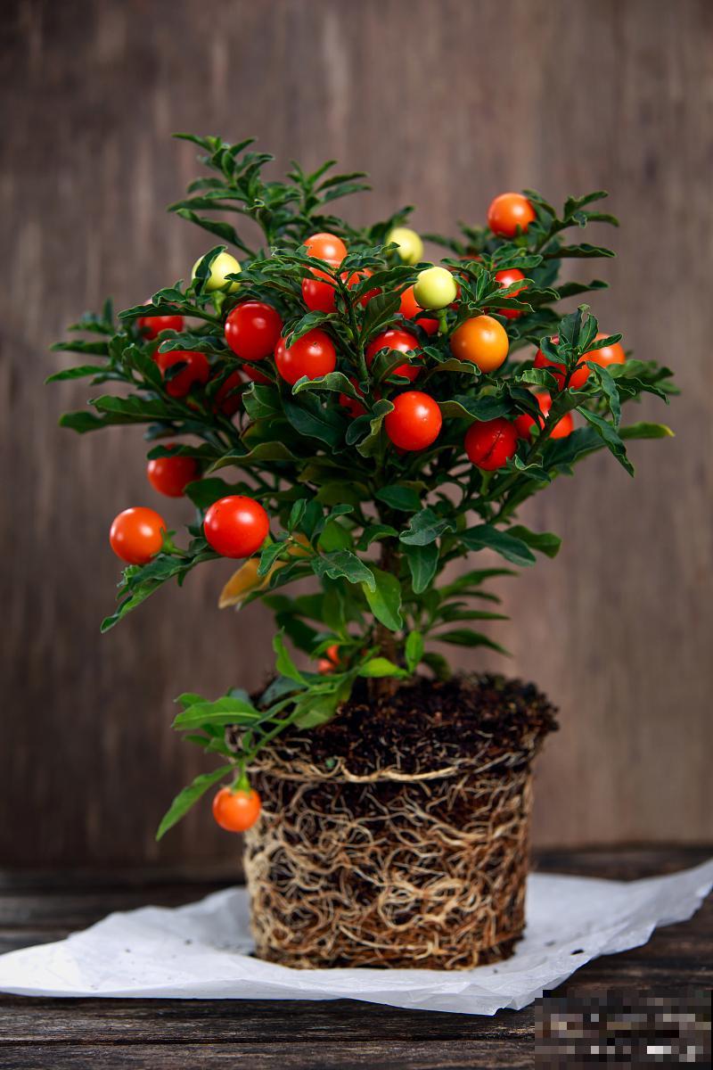 石榴盆栽怎么修剪