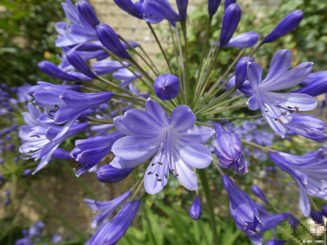 百子莲怎么养殖方法