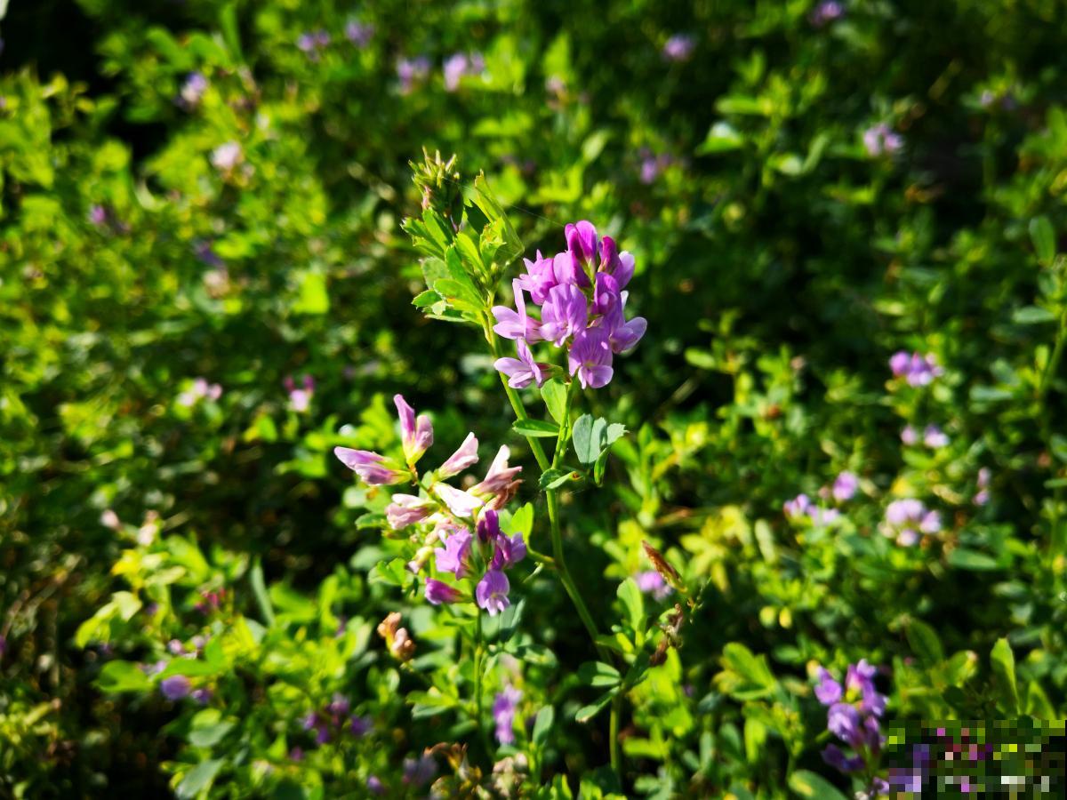 二年生植物有哪些