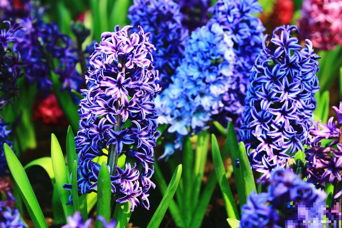 风信子的根烂了怎么办 风信子的根烂了怎么办