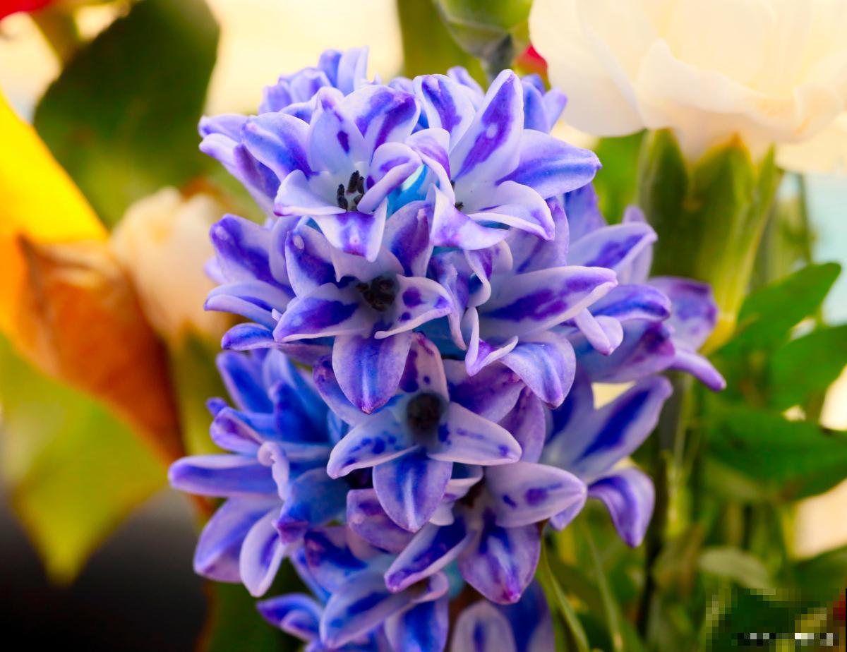 风信子有什么颜色