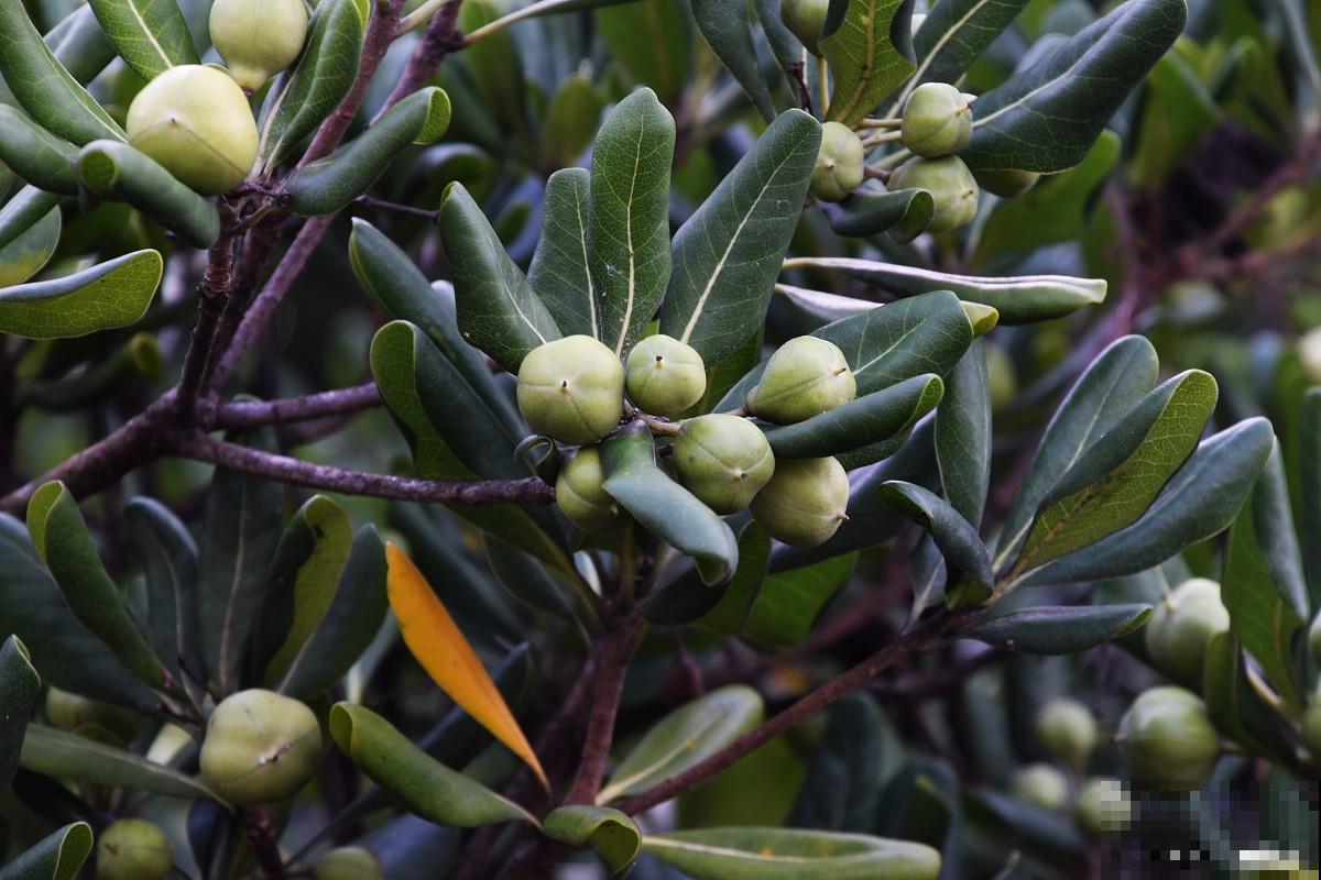 海桐如何扦插的？