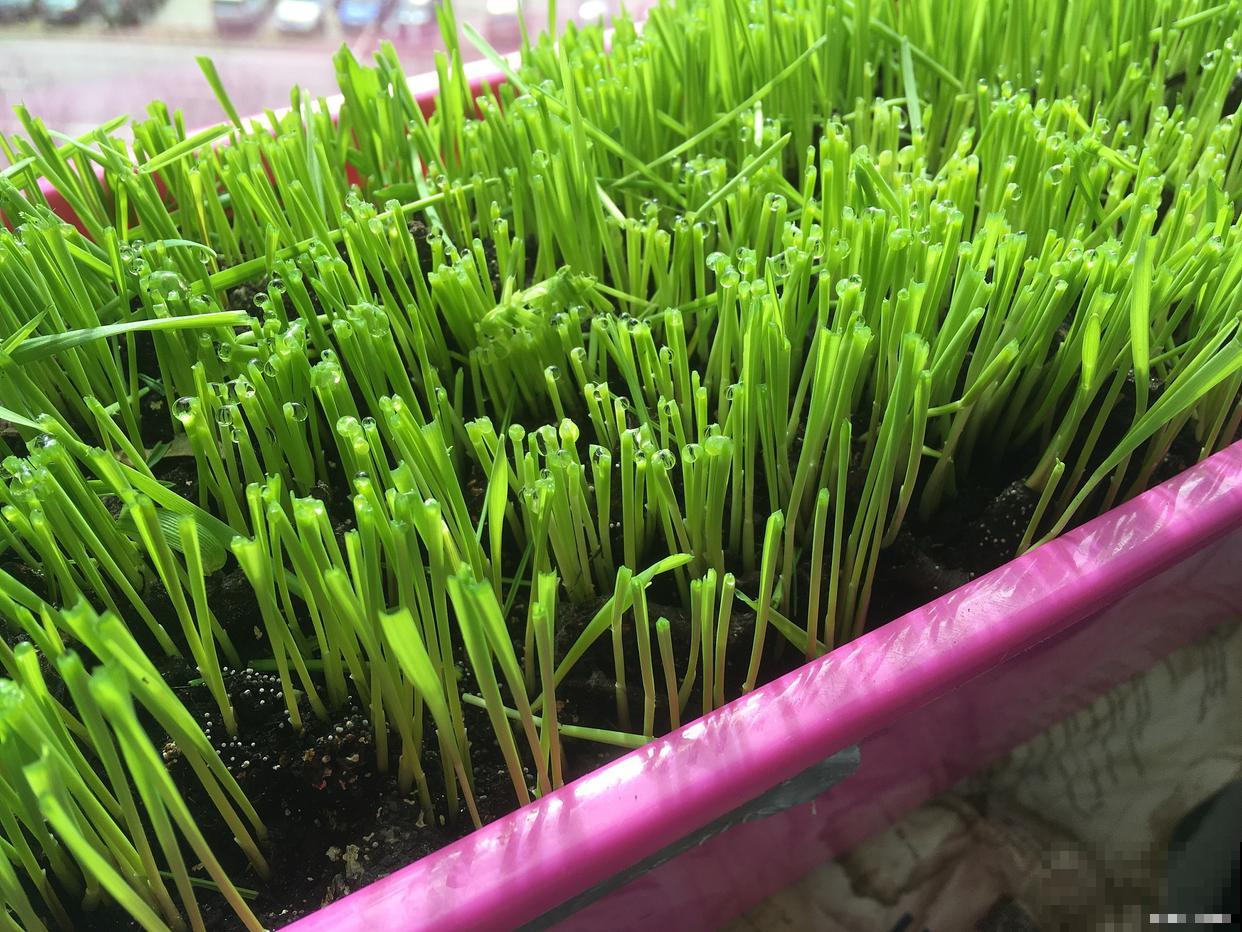 韭菜如何种植方法