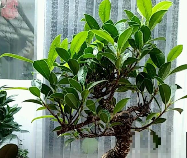 小叶榕掉叶子,主要和这5点有关,赶紧治疗还有救 小叶榕掉叶子,主要和这5点有关,赶紧治疗还有救