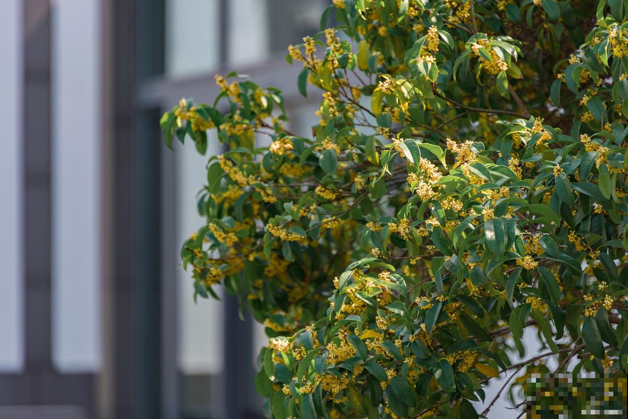 小庭院种什么树最好 小庭院种什么树最好