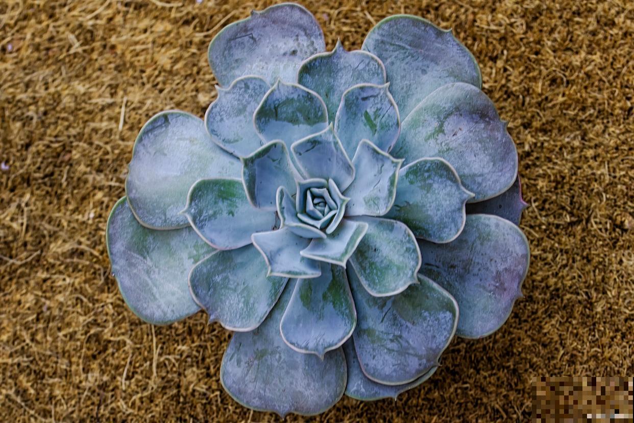 多肉蓝石莲怎么养