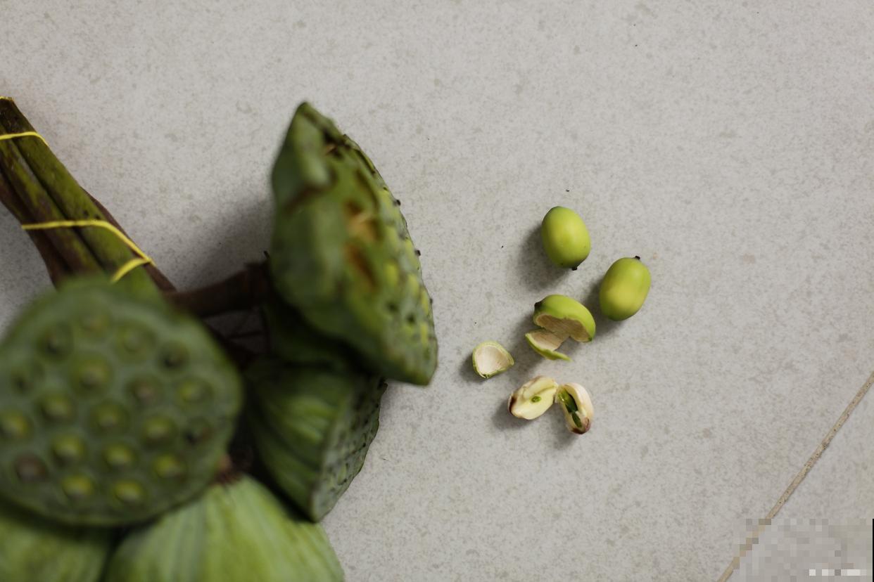 睡莲花怎么种植? 睡莲花怎么种植?