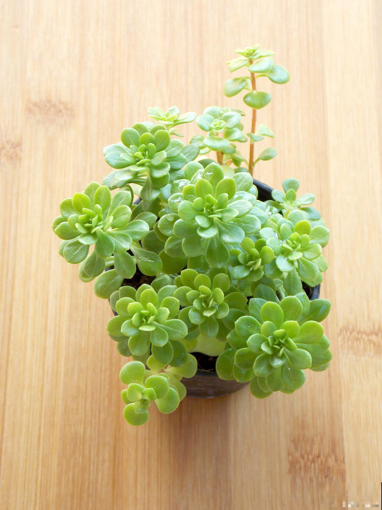 如何养殖碰碰香? 如何养殖碰碰香?