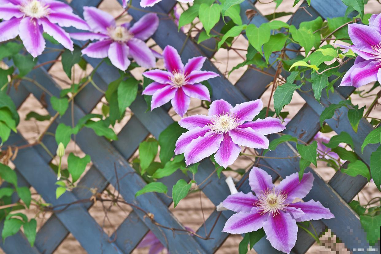 没有阳光的室内适合养什么花