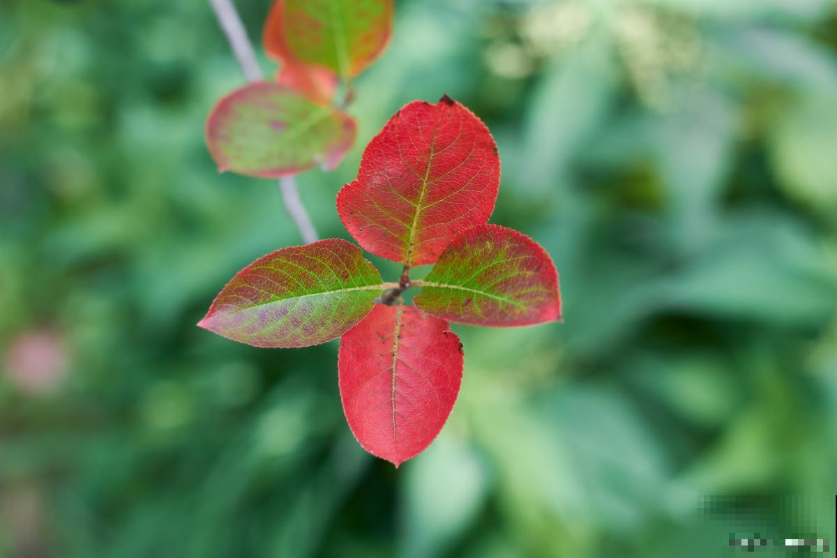 花叶子打卷是怎么回事