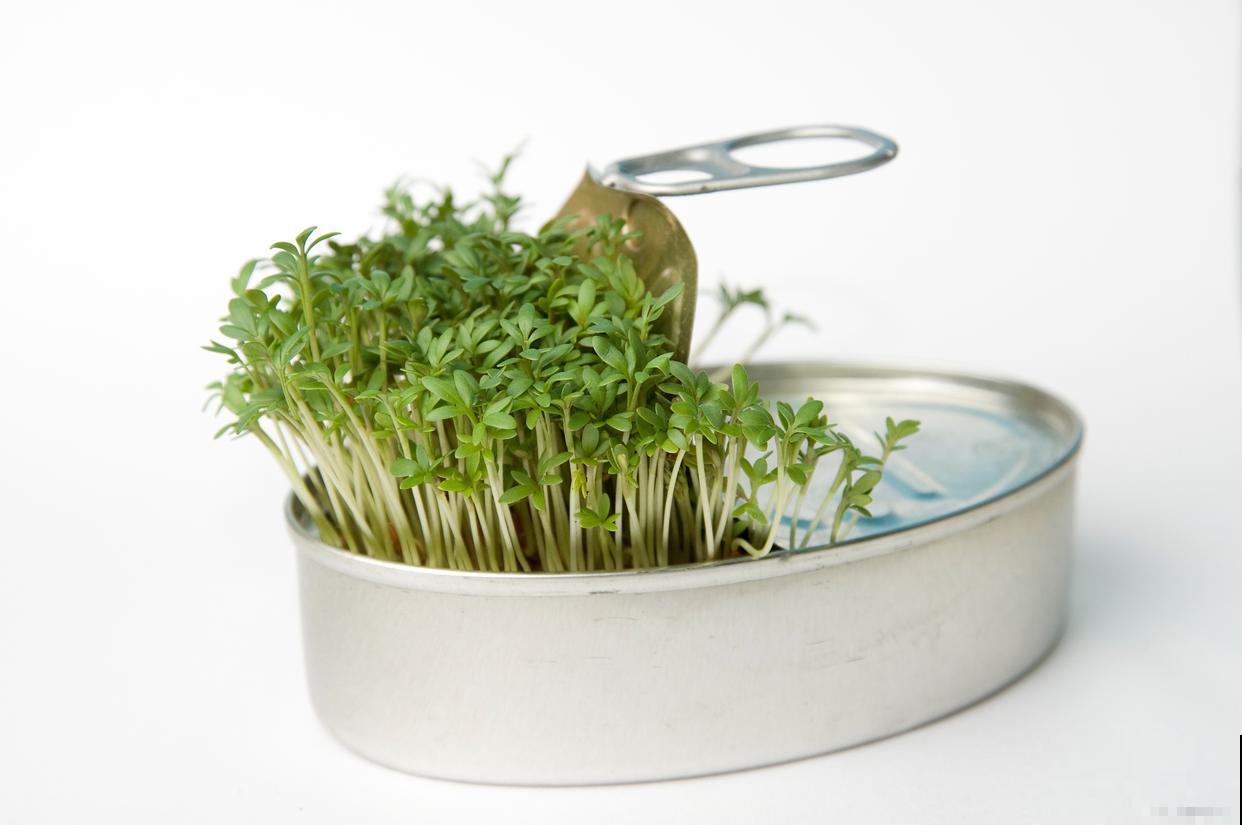 水培芽苗菜种植方法