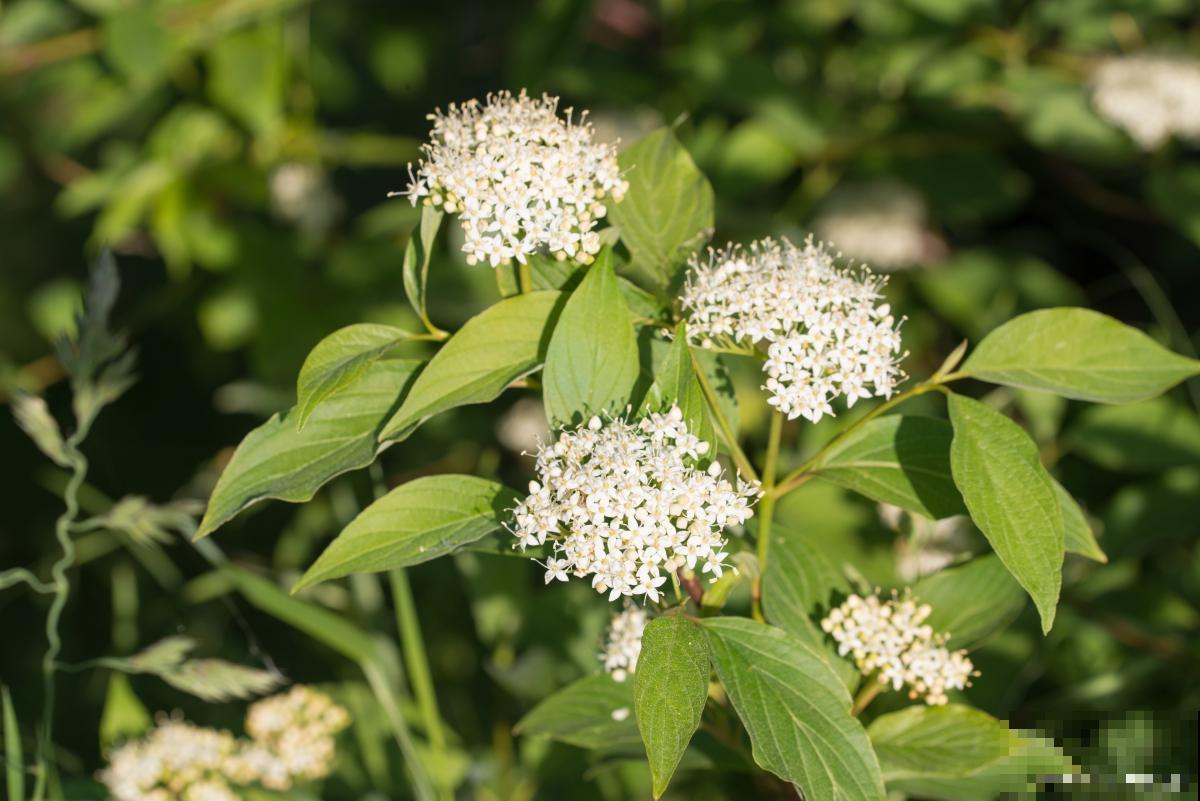溲疏怎么繁殖的? 溲疏怎么繁殖的?