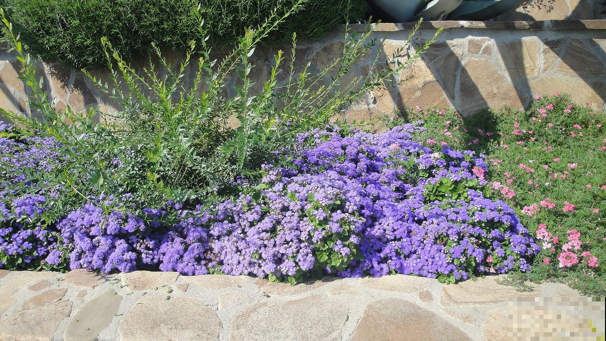 蓝星花可以养几年