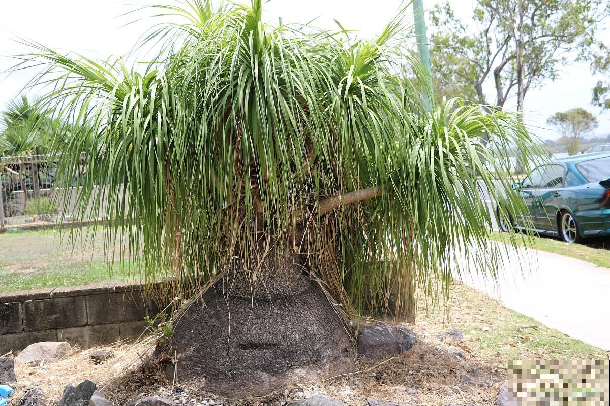 酒瓶兰多久开花? 酒瓶兰多久开花?