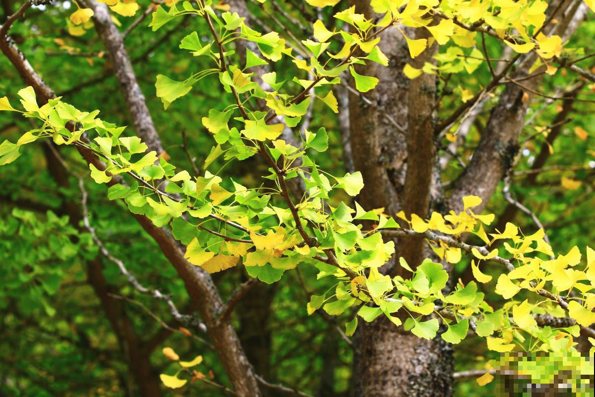 银杏树为什么不结果
