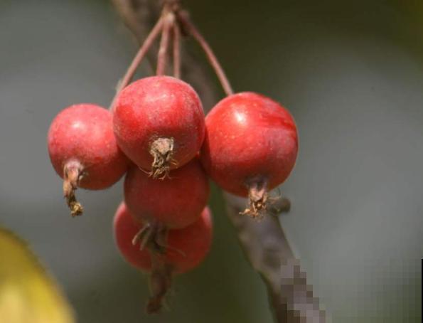山楂树不开花，快来看看这3点，来年开花多