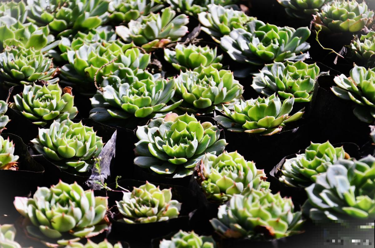 多肉为什么要晾根