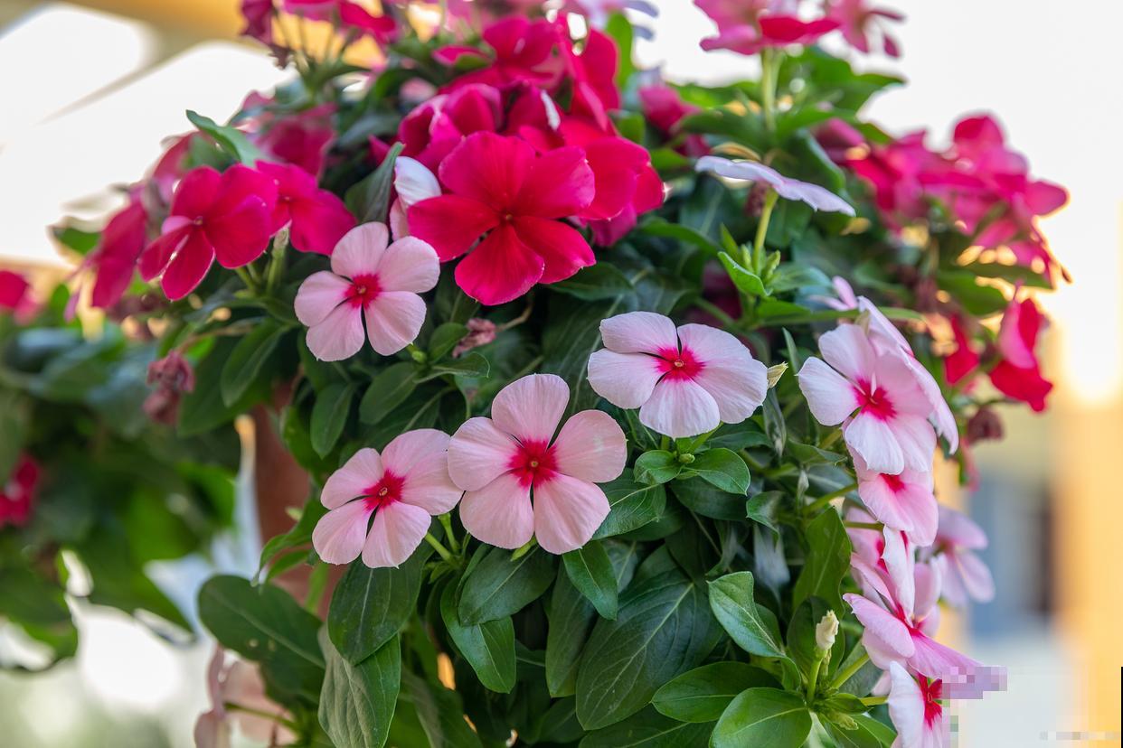 长春花什么时候修剪好