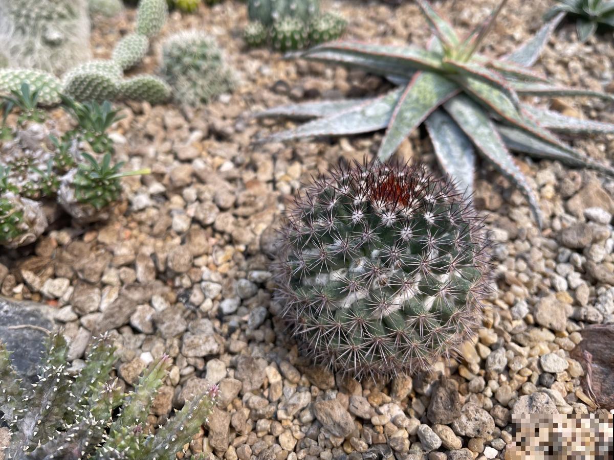 多肉白头翁仙人掌怎么养