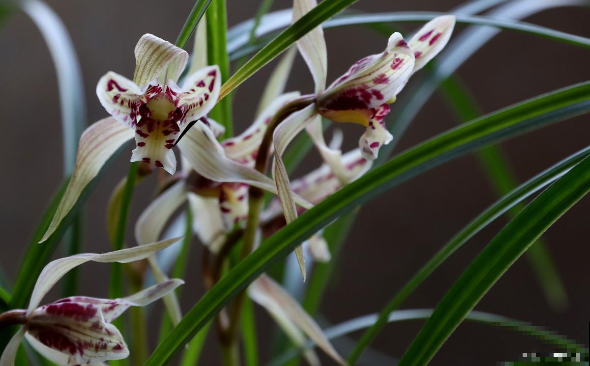 东北兰花怎么养？