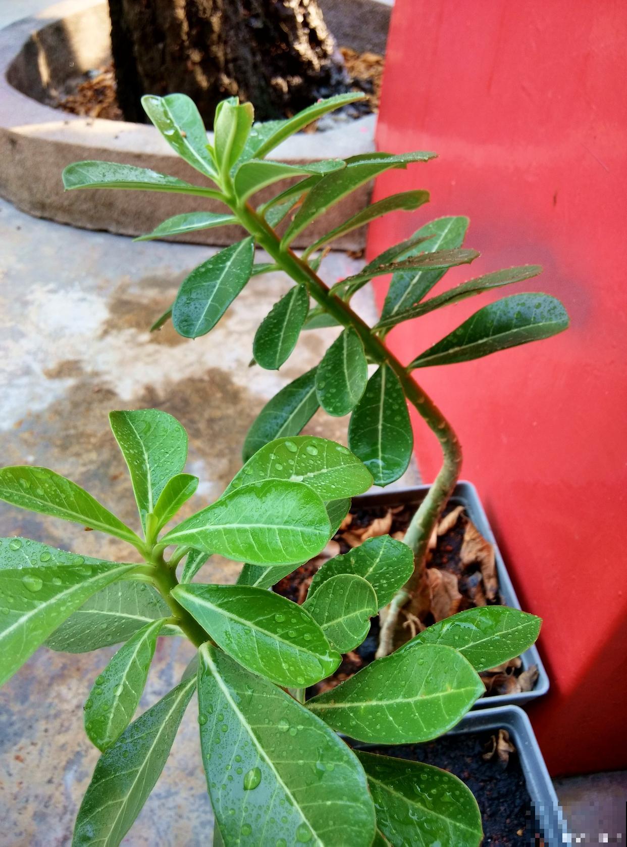 鸭掌木如何扦插？