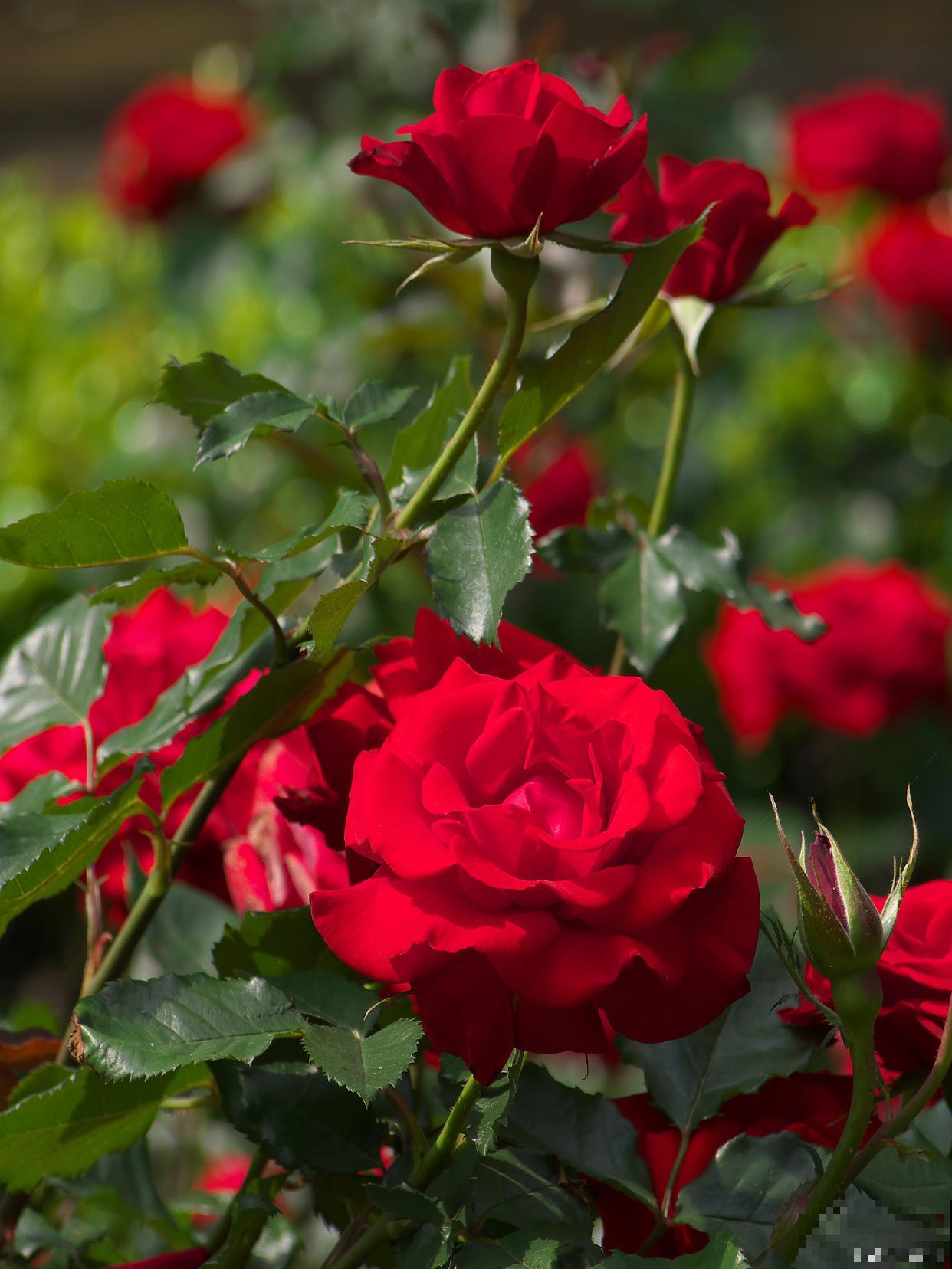 月季花怎么插枝才能活 月季花怎么插枝才能活