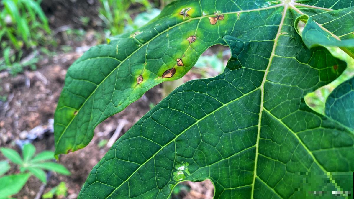 梨锈病怎么治的? 梨锈病怎么治的?