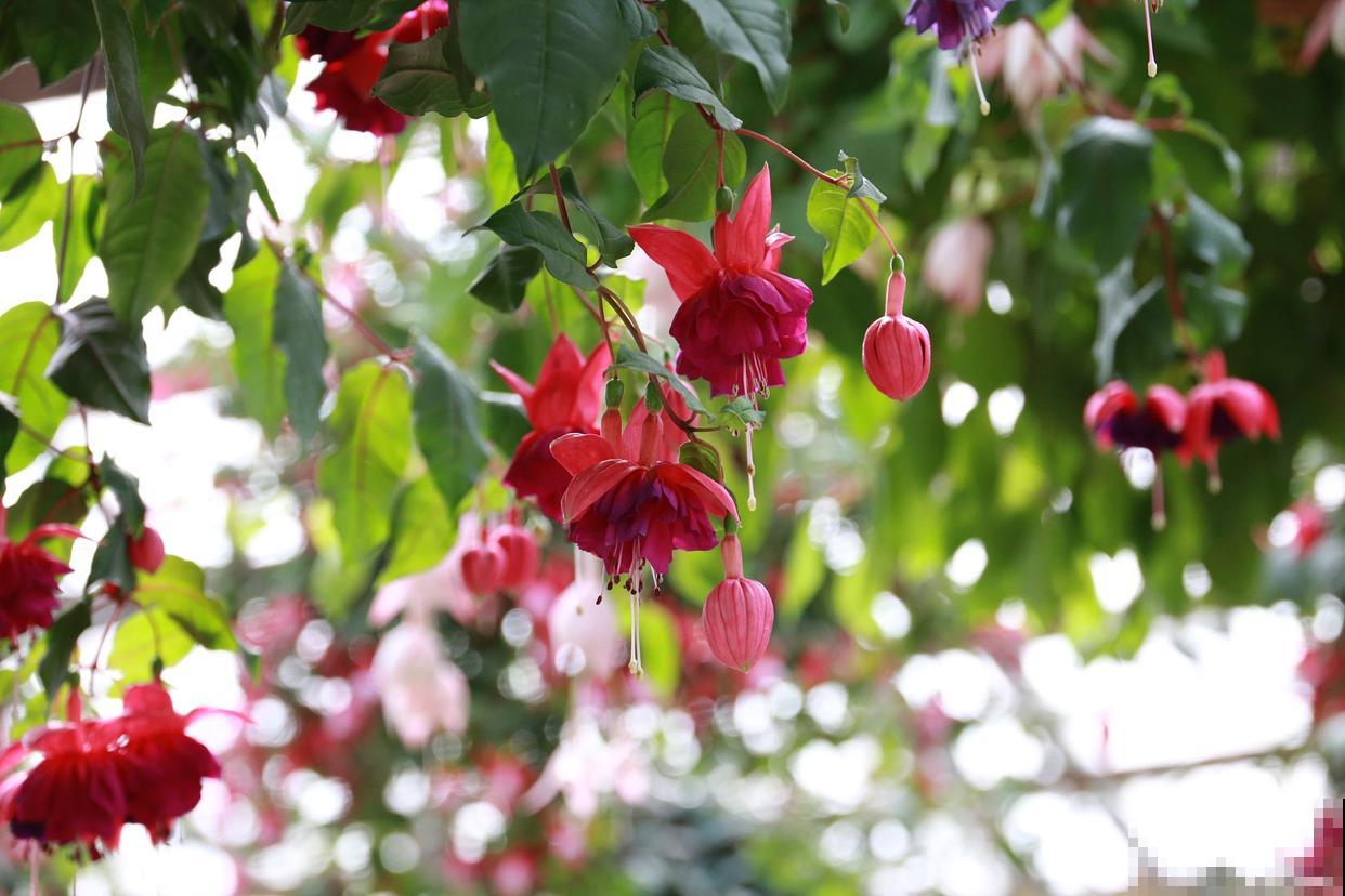 倒挂金钟怎么种植