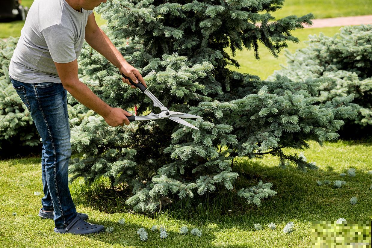 一年生小树怎么修剪