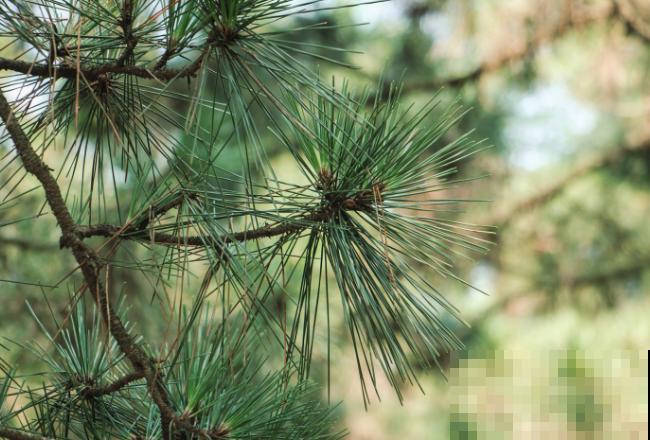 黑松小苗造型，主要有这2种方式，快来看看