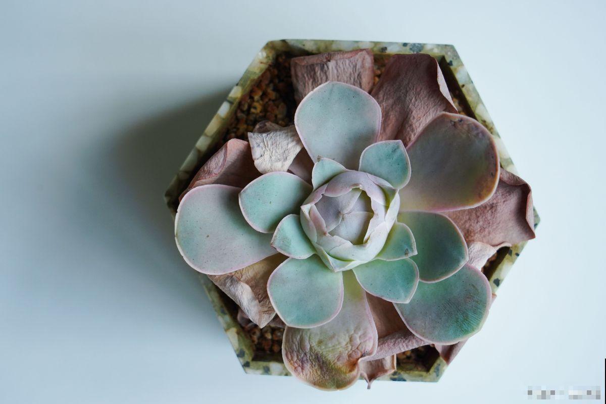 奥普琳娜多肉怎么养 奥普琳娜多肉怎么养