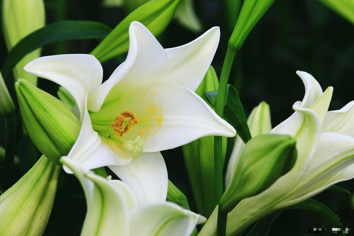 百合掉叶子是什么原因