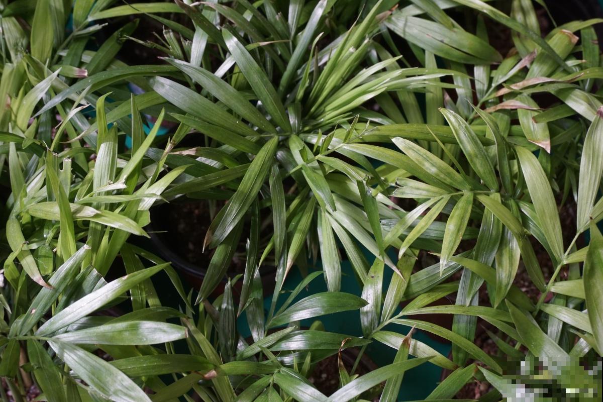 棕竹什么时候换盆比较好 棕竹什么时候换盆比较好