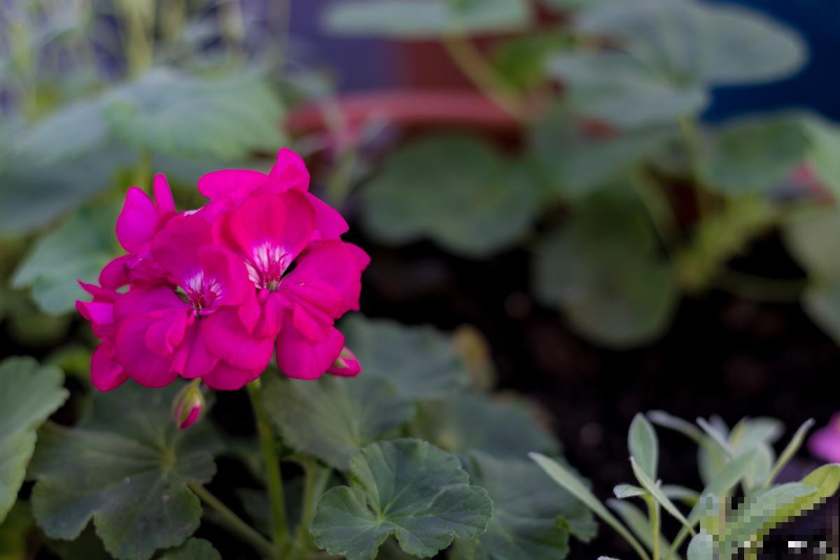 天竺葵如何繁殖？