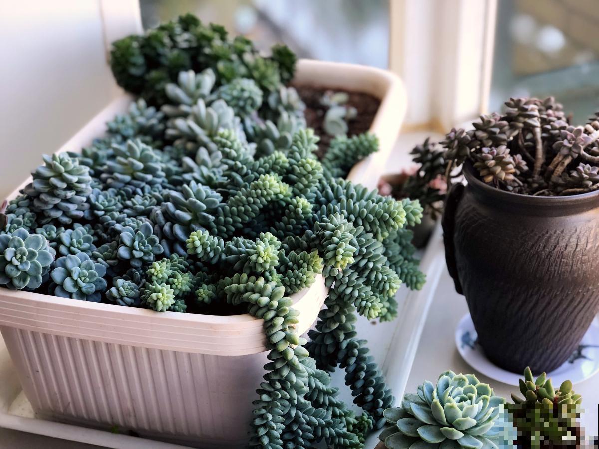 子持多肉怎么养？