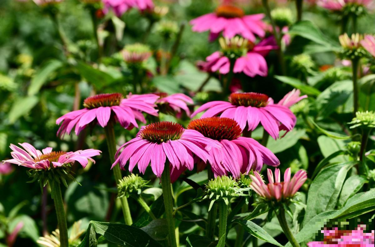 松果菊怎么种植？