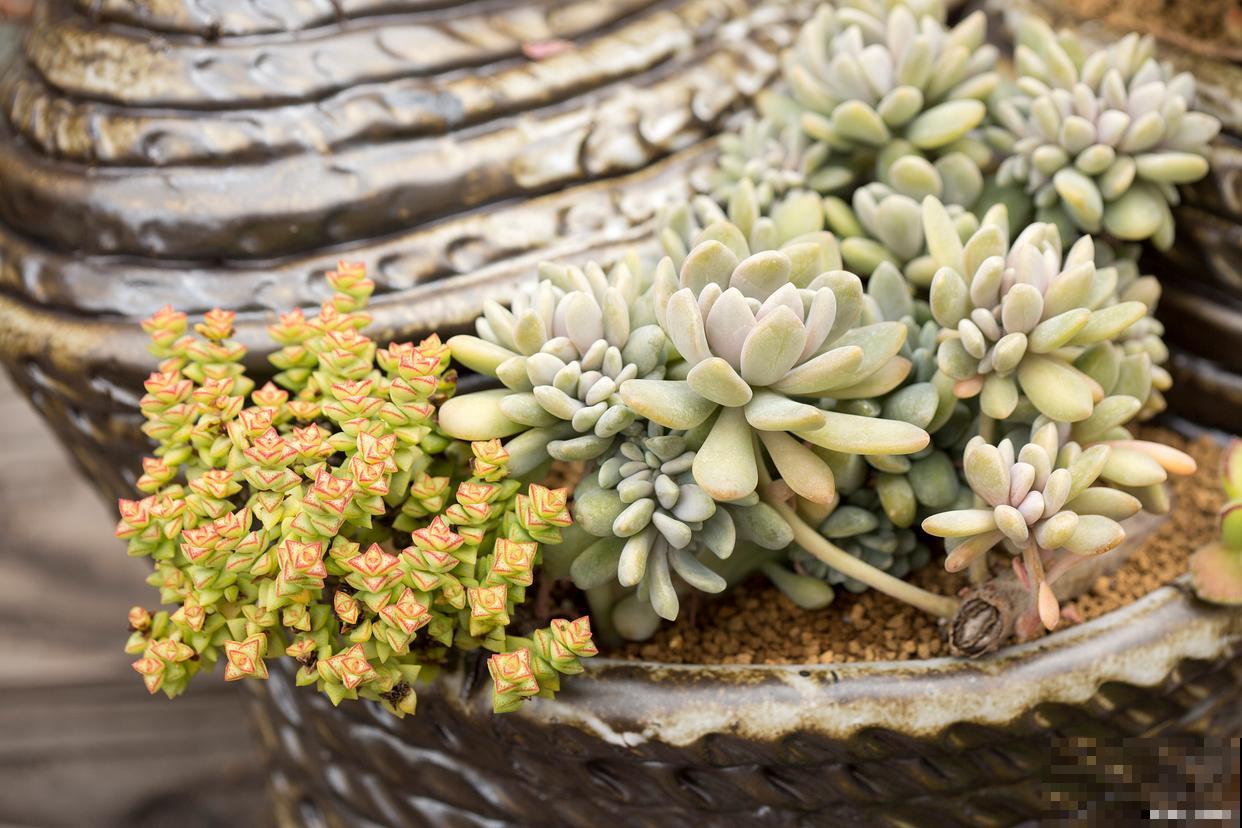 会开花的多肉植物有哪些