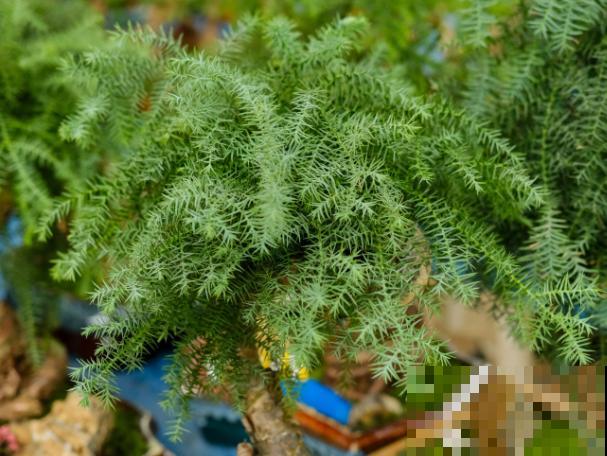 澳洲杉繁殖，主要有这2种，学会后养殖变简单