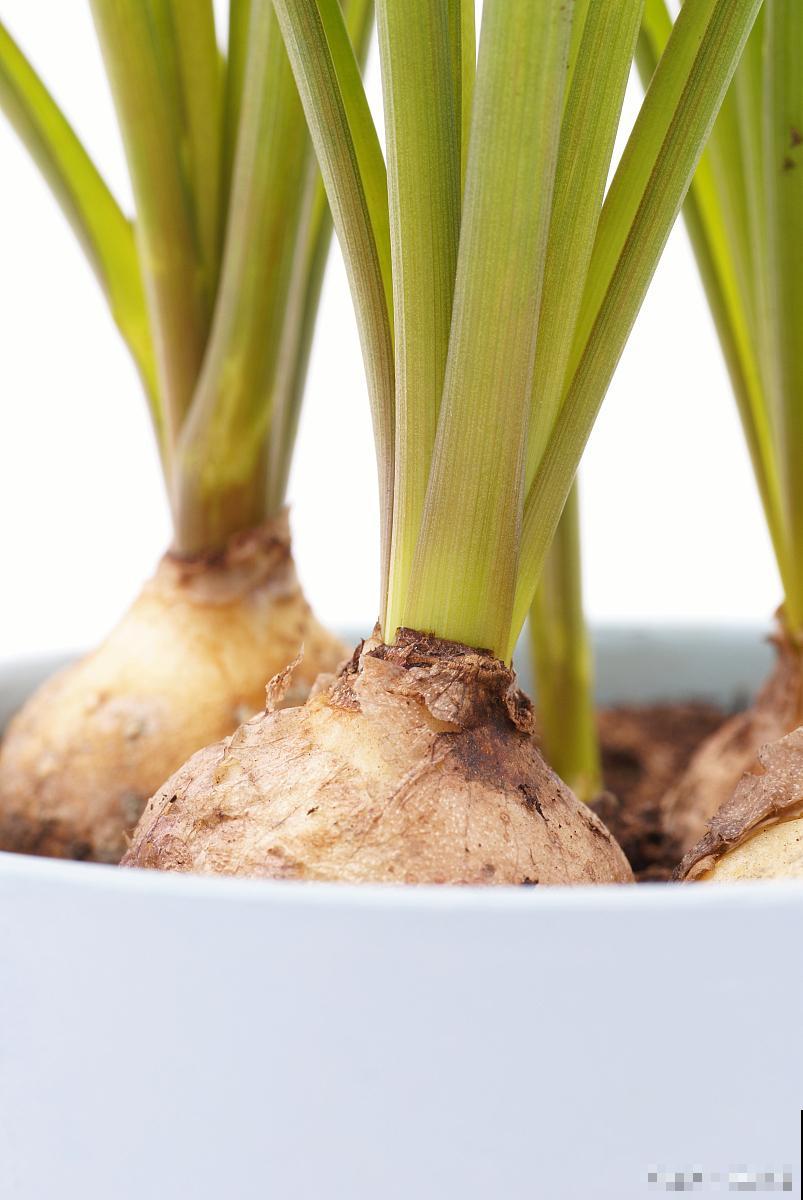 剑兰种球多久发芽 剑兰种球多久发芽