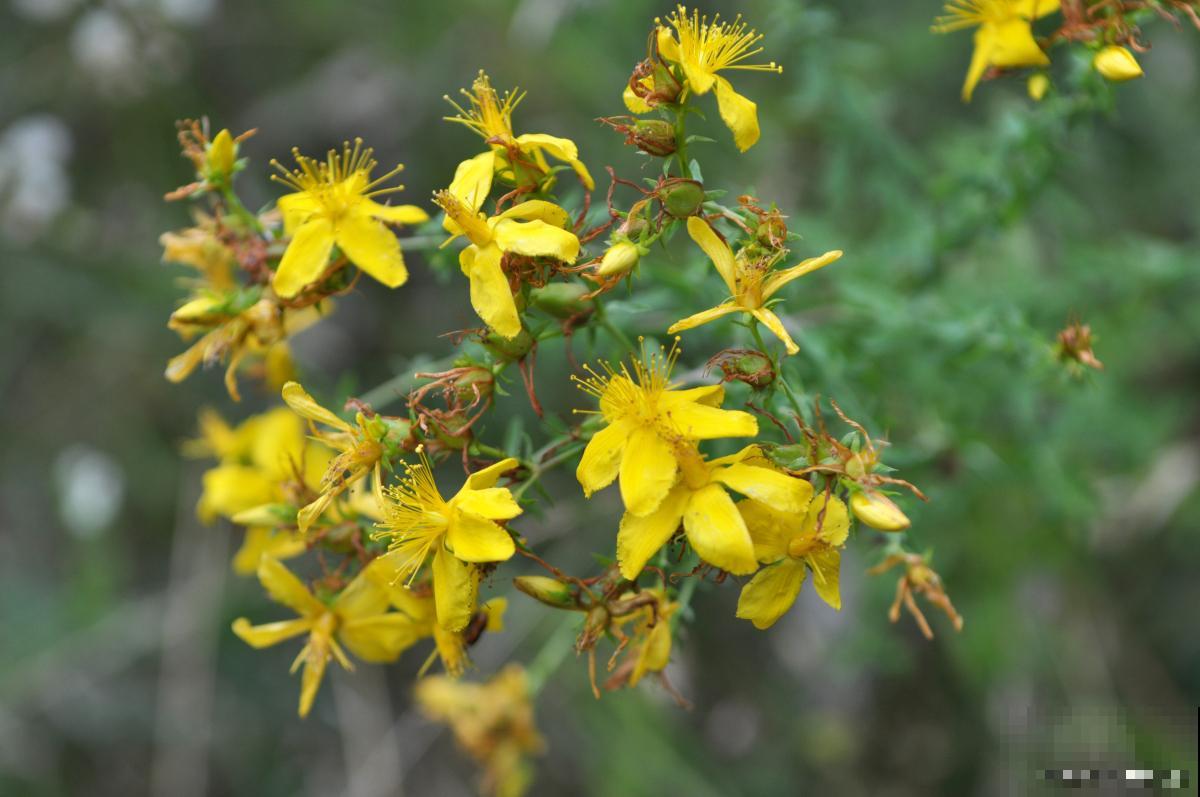 开花的小盆栽有哪些